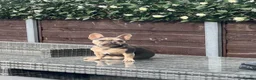 French Bulldog dogs for sale: Frenchie Rehoming - Advert 2