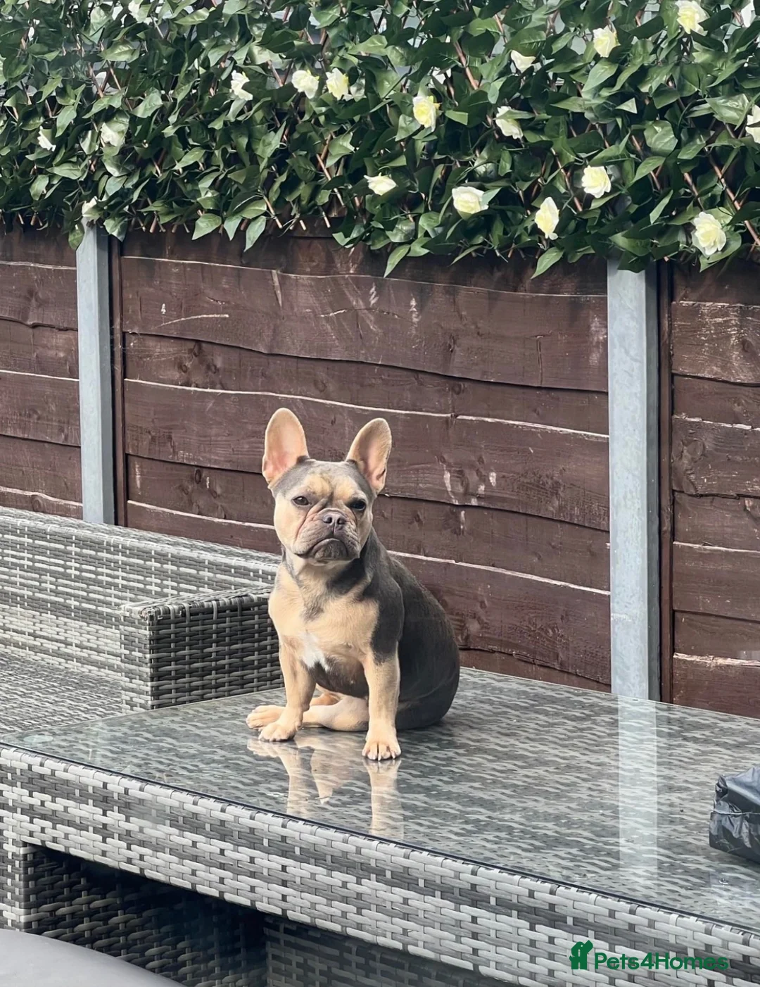 French Bulldog dogs for sale: Frenchie Rehoming - Advert 2