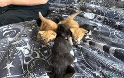 Domestic Shorthair cats for sale: 6 beautiful babies 5 boys and 1 girl - Image 3