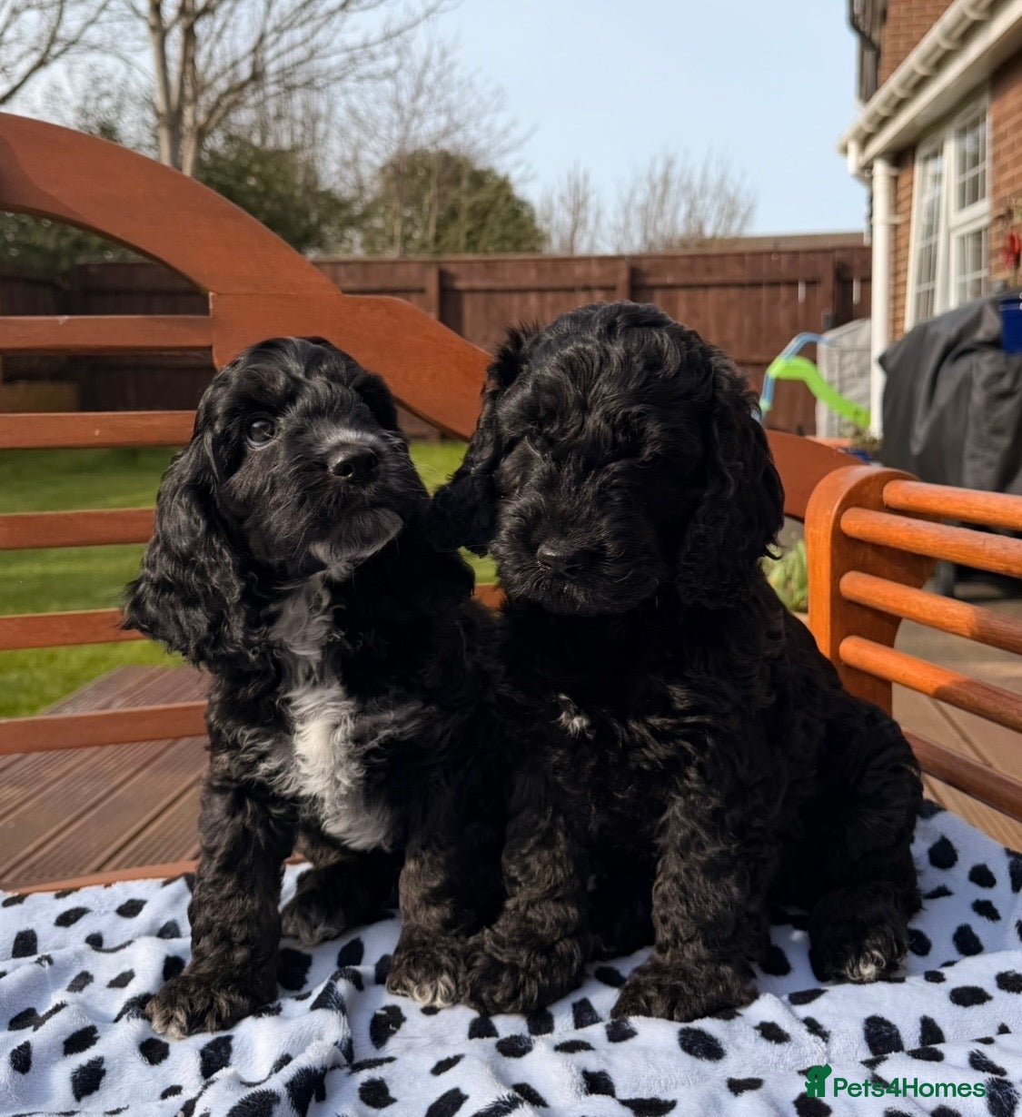 Cockapoo dogs F1 Cockapoo Puppies - Advert 2