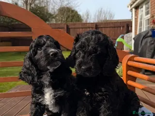Cockapoo dogs F1 Cockapoo Puppies - Advert 2
