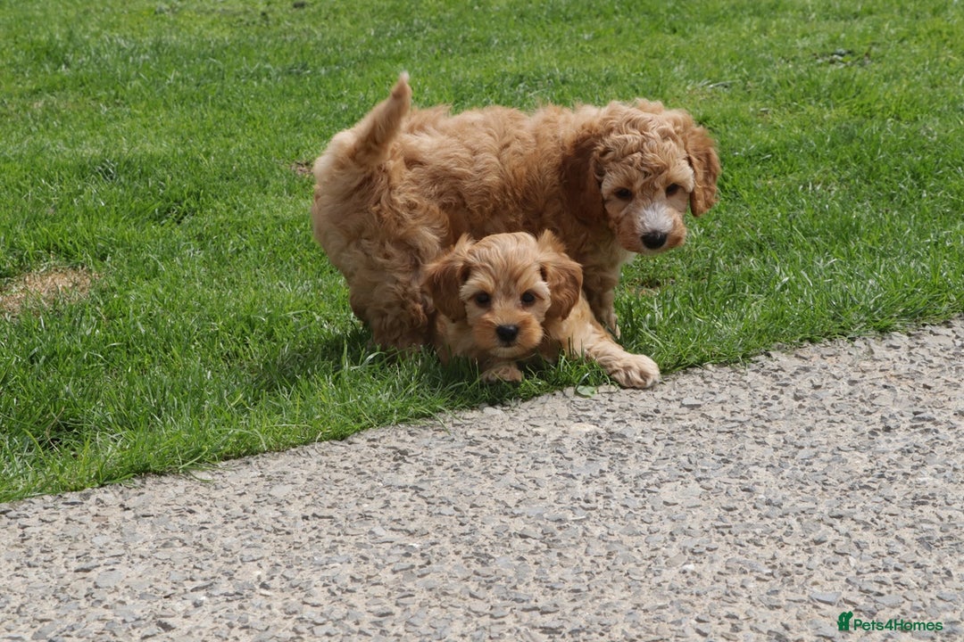 Cockapoo dogs for sale: Beautiful Cockapoo puppies for sale - Image 36