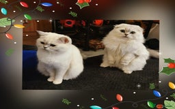 Scottish Fold cats for sale: Scottish Fold/Straight Kittens  - Image 13