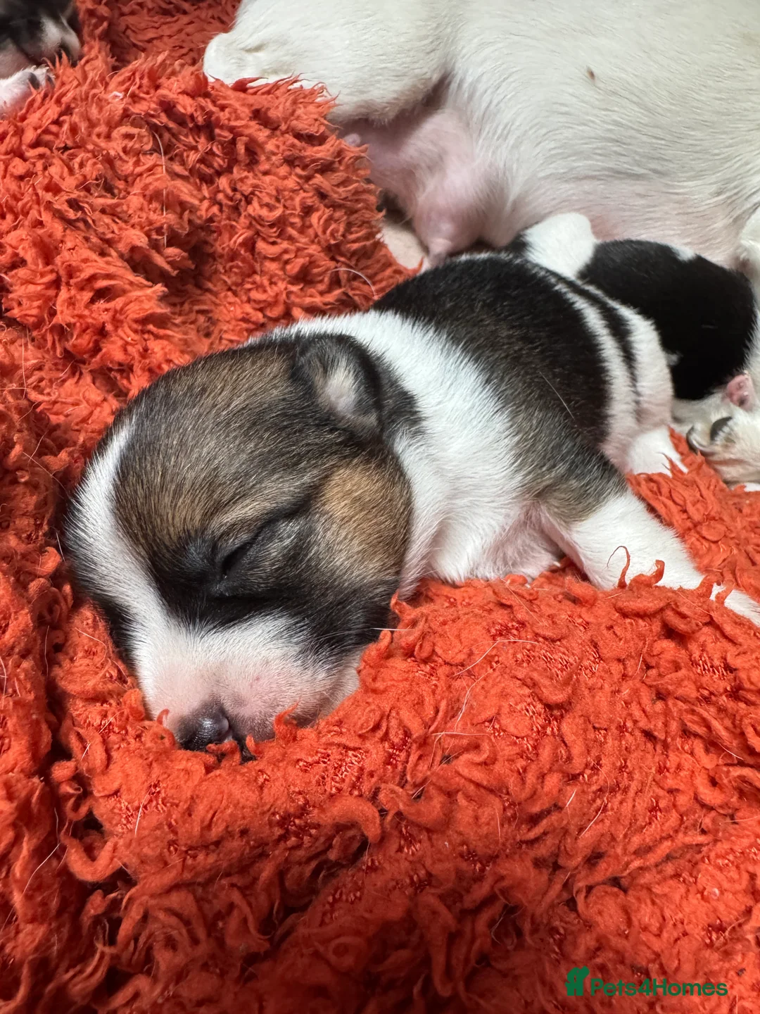 Jack Russell dogs for sale: Beautiful Jack Russell pups  - Advert 3