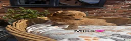 Mini Goldendoodle dogs for sale: Outstanding Goldendoodle puppies  in Whitchurch - Advert 11