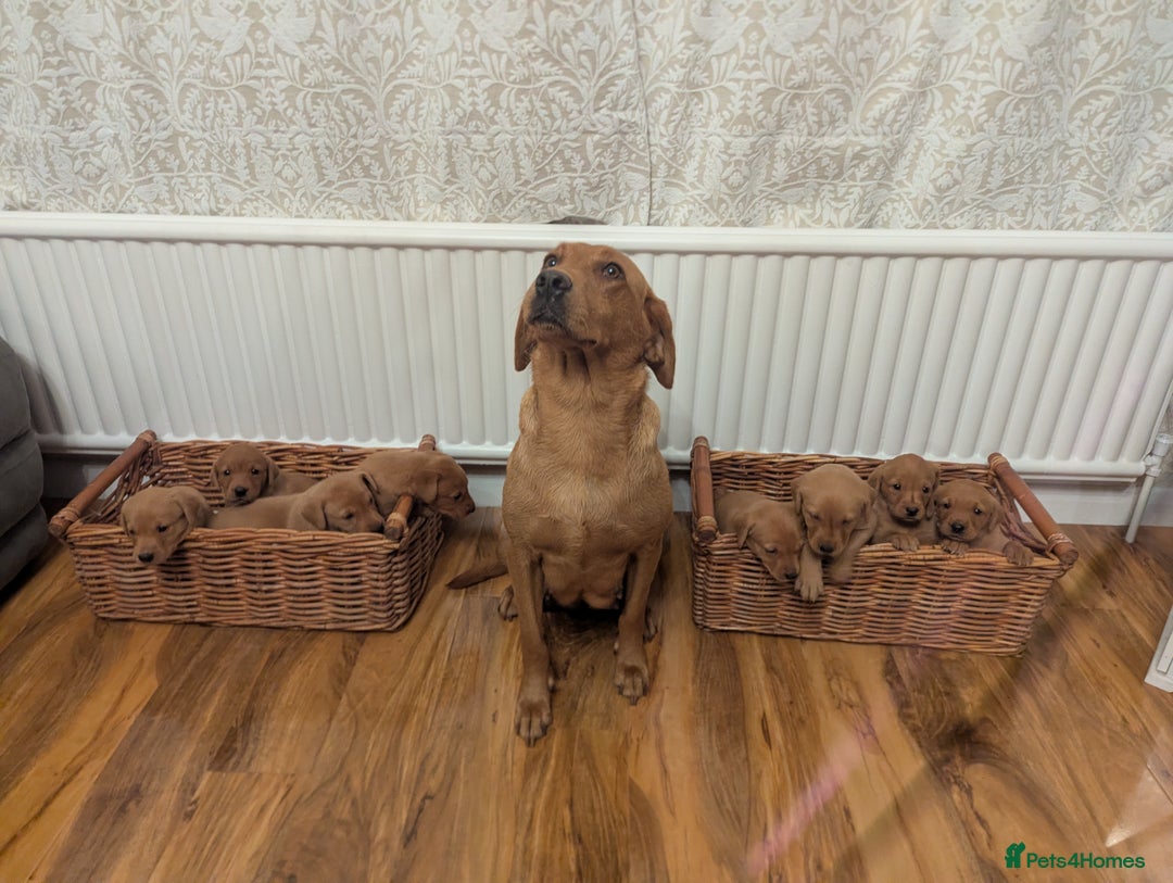 Labrador Retriever dogs for sale: Fox red Labradors  - Advert 1