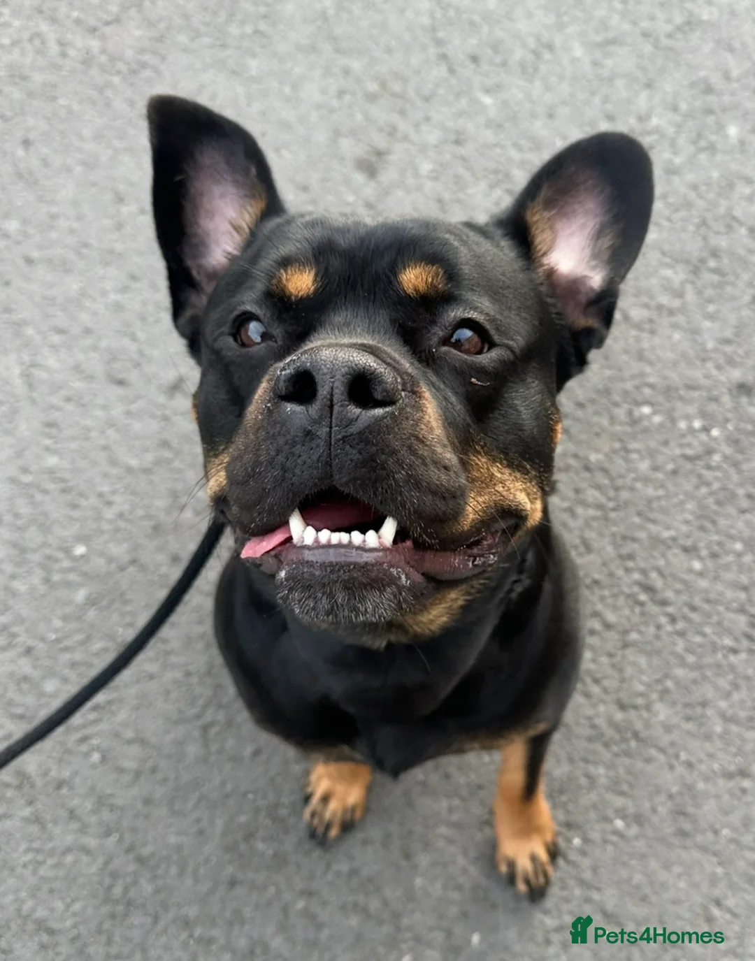 Mixed Breed dogs for sale: Reggie - Rottie x Frenchie - Advert 1