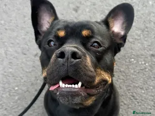 Mixed Breed dogs Reggie - Rottie x Frenchie - Advert 1