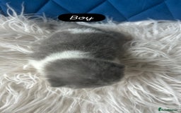 British Shorthair cats for sale: 🧸✨6 Chunky British Shorthair Kittens For Sale✨🧸 - Advert 6