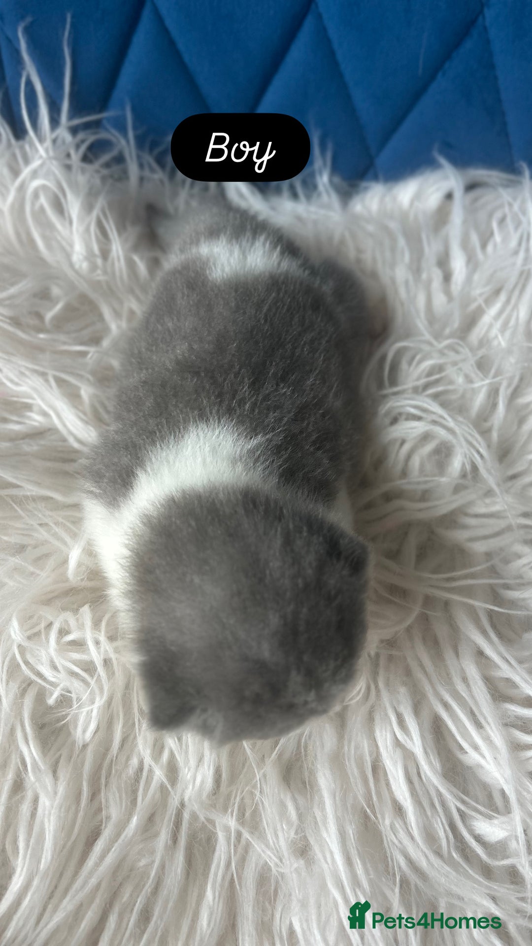 British Shorthair cats for sale: 🧸✨6 Chunky British Shorthair Kittens For Sale✨🧸 - Advert 6
