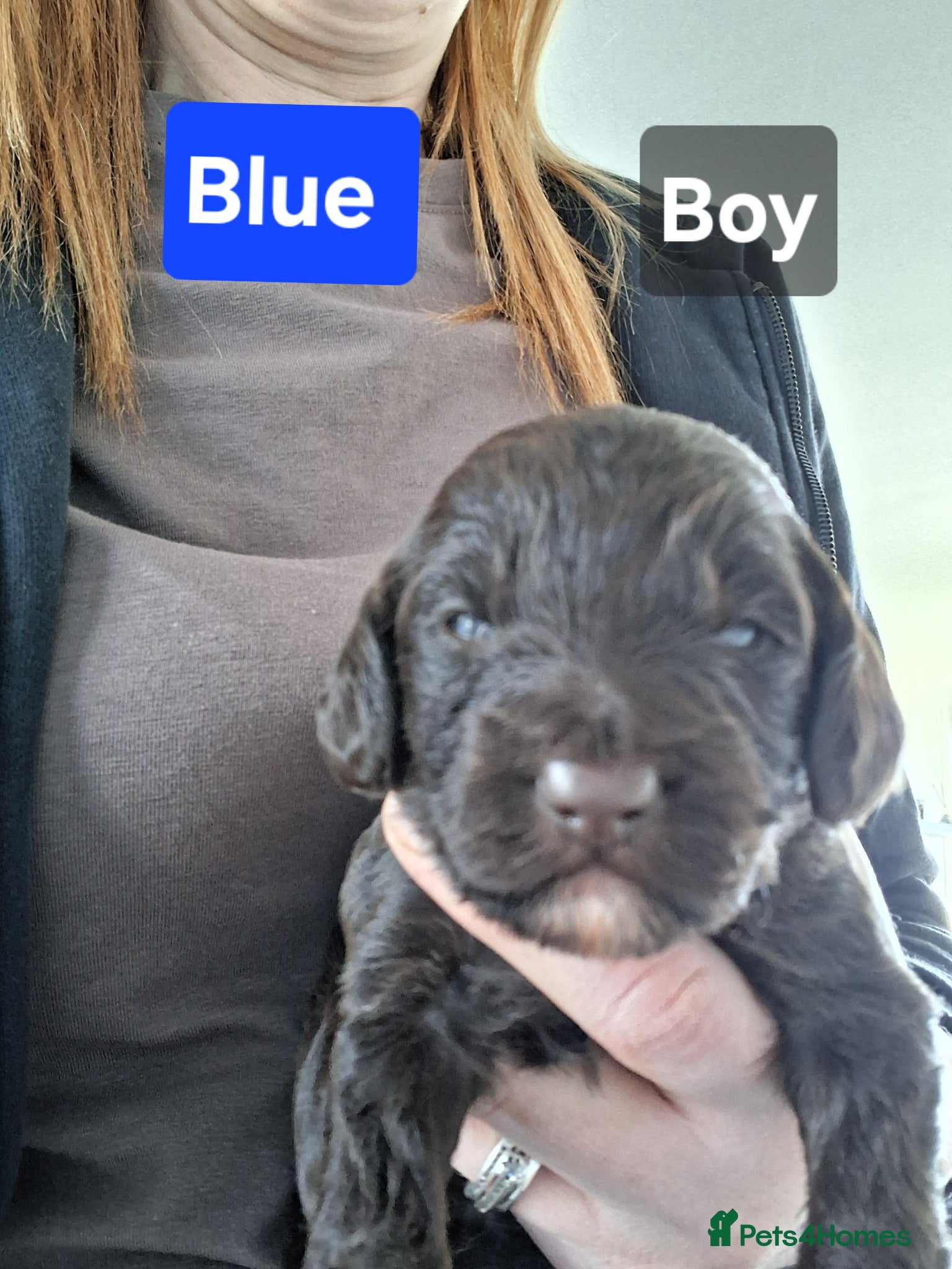 Cockapoo dogs Cockapoos available  - Advert 2