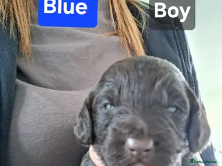 Cockapoo dogs Cockapoos available - Advert 1