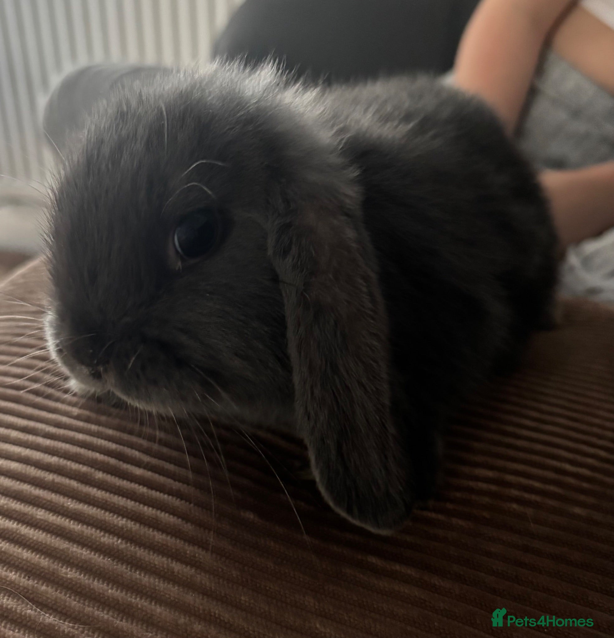 Mini Lop rabbits Mini lop Litter ready now - all girls , 2 left - Advert 4
