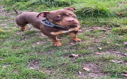 American Bully dogs for sale: Deebo POCKET BULLY  - Image 5