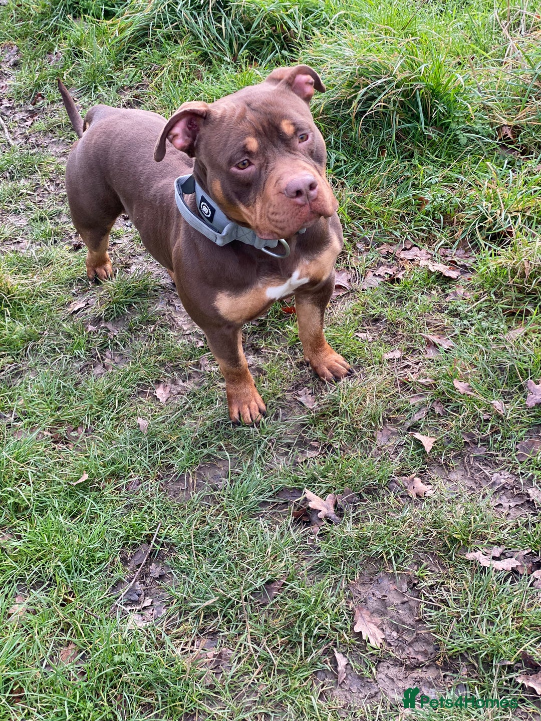 American Bully dogs for sale: Deebo POCKET BULLY  - Image 5