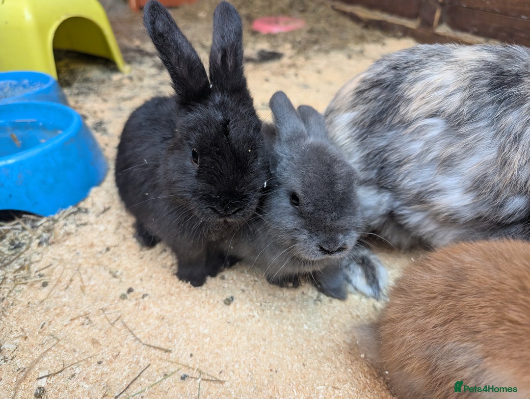 Mini Lop rabbits for sale: Mini lop baby rabbits  - Image 5