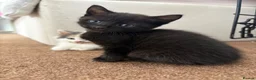 Mixed Breed cats for sale: Adorable kittens need loving homes! - Advert 11