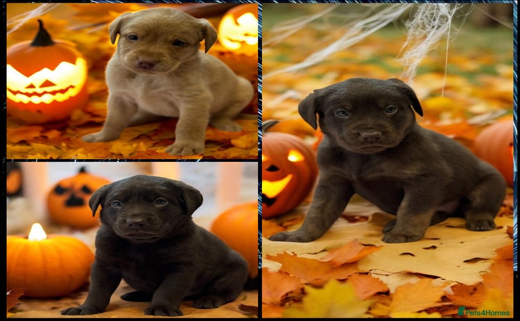 Labrador Retriever dogs - Advert 14