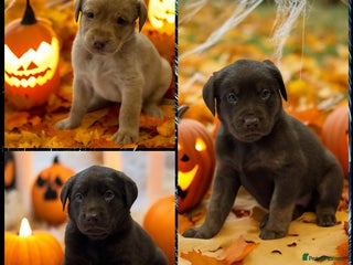 Labrador Retriever dogs - Advert 5