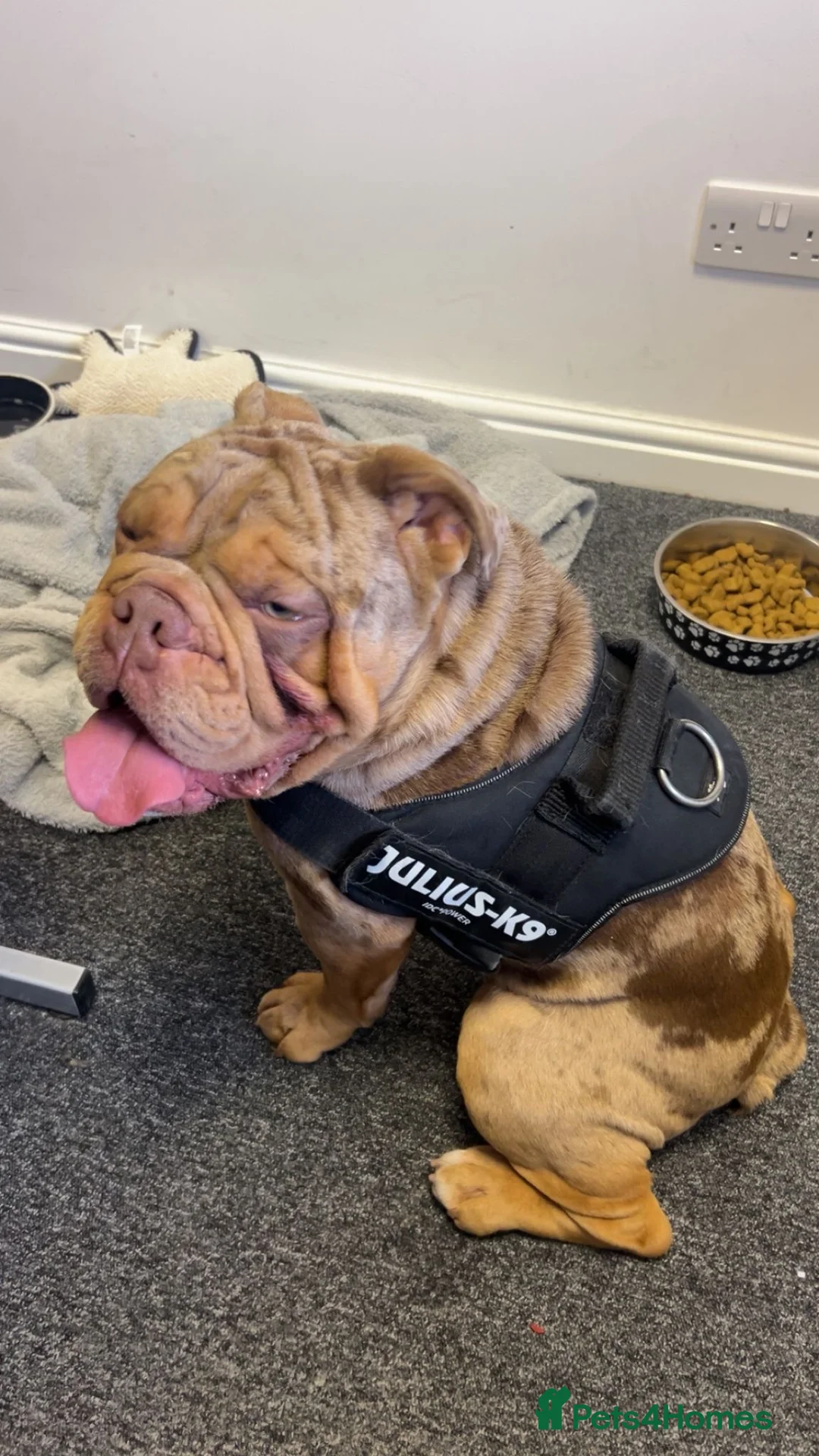 English Bulldog dogs for stud: Pedigree English Bulldog for Stud 1.5 Yr Old - Advert 6