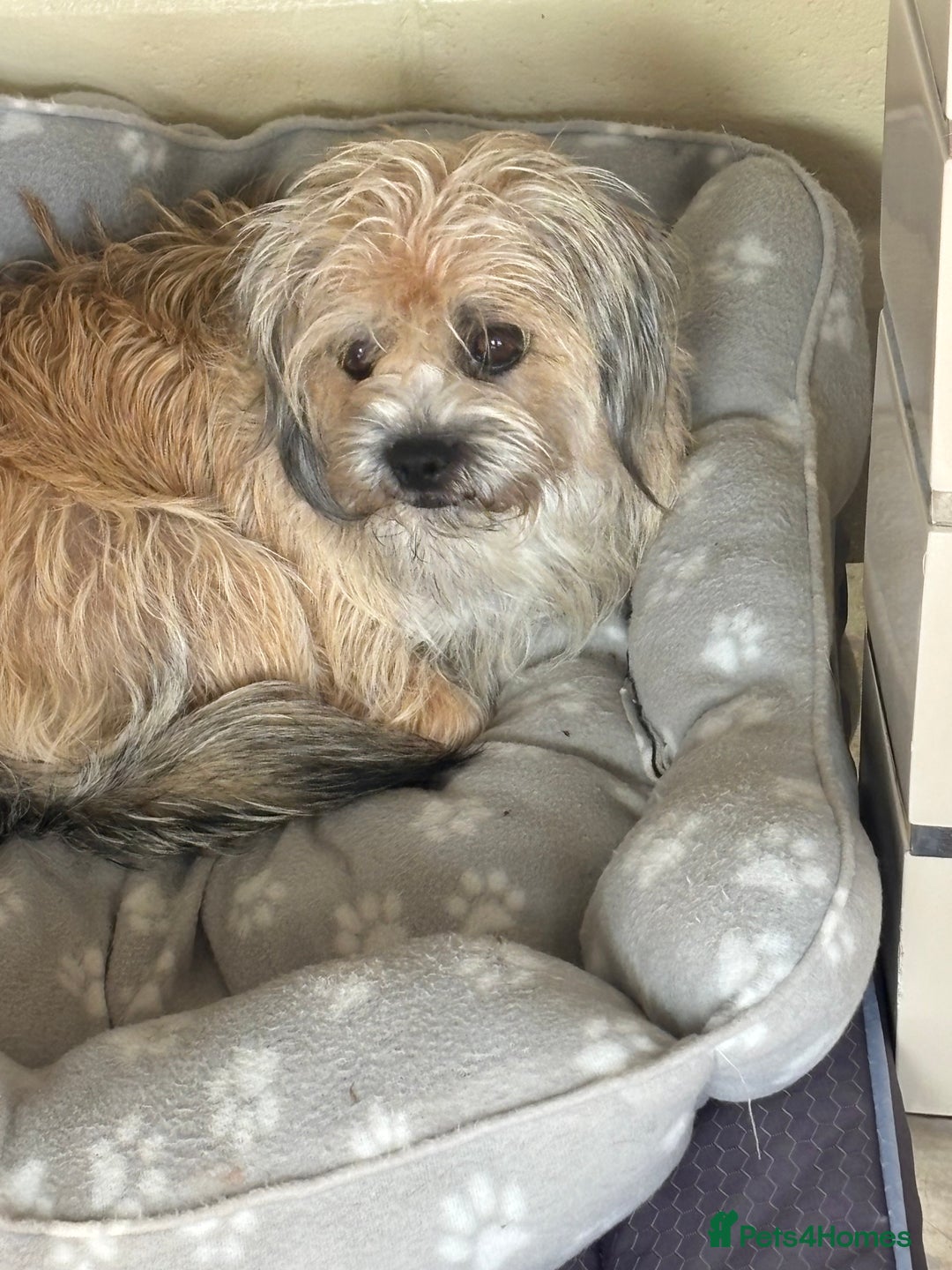 Shorkie dogs for sale: Shih Tzu cross Yorkshire terrier - Image 11