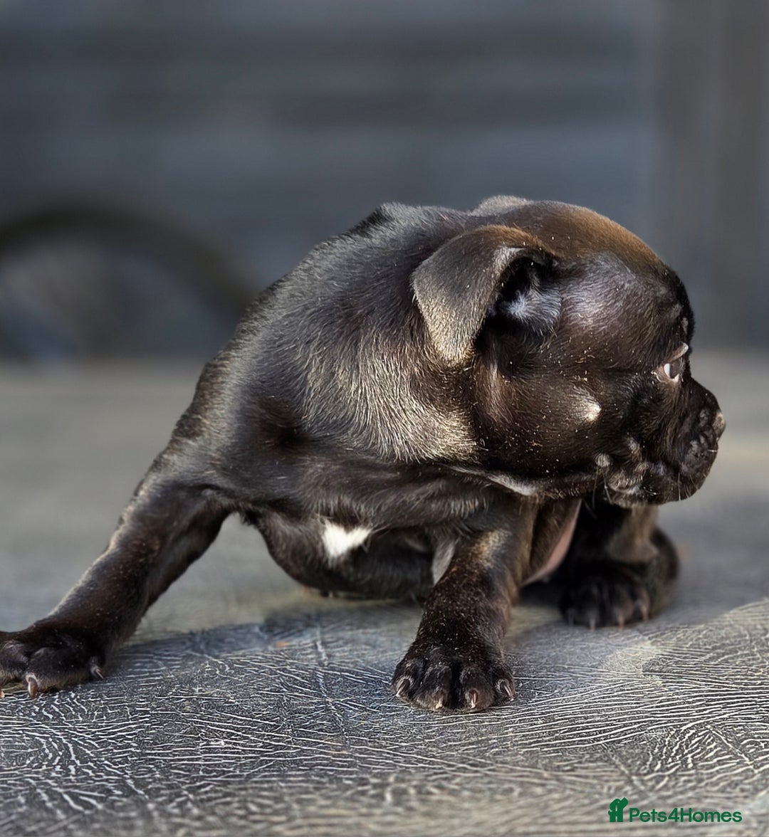Staffordshire Bull Terrier dogs for sale: Kc registered Staffords  - Image 11
