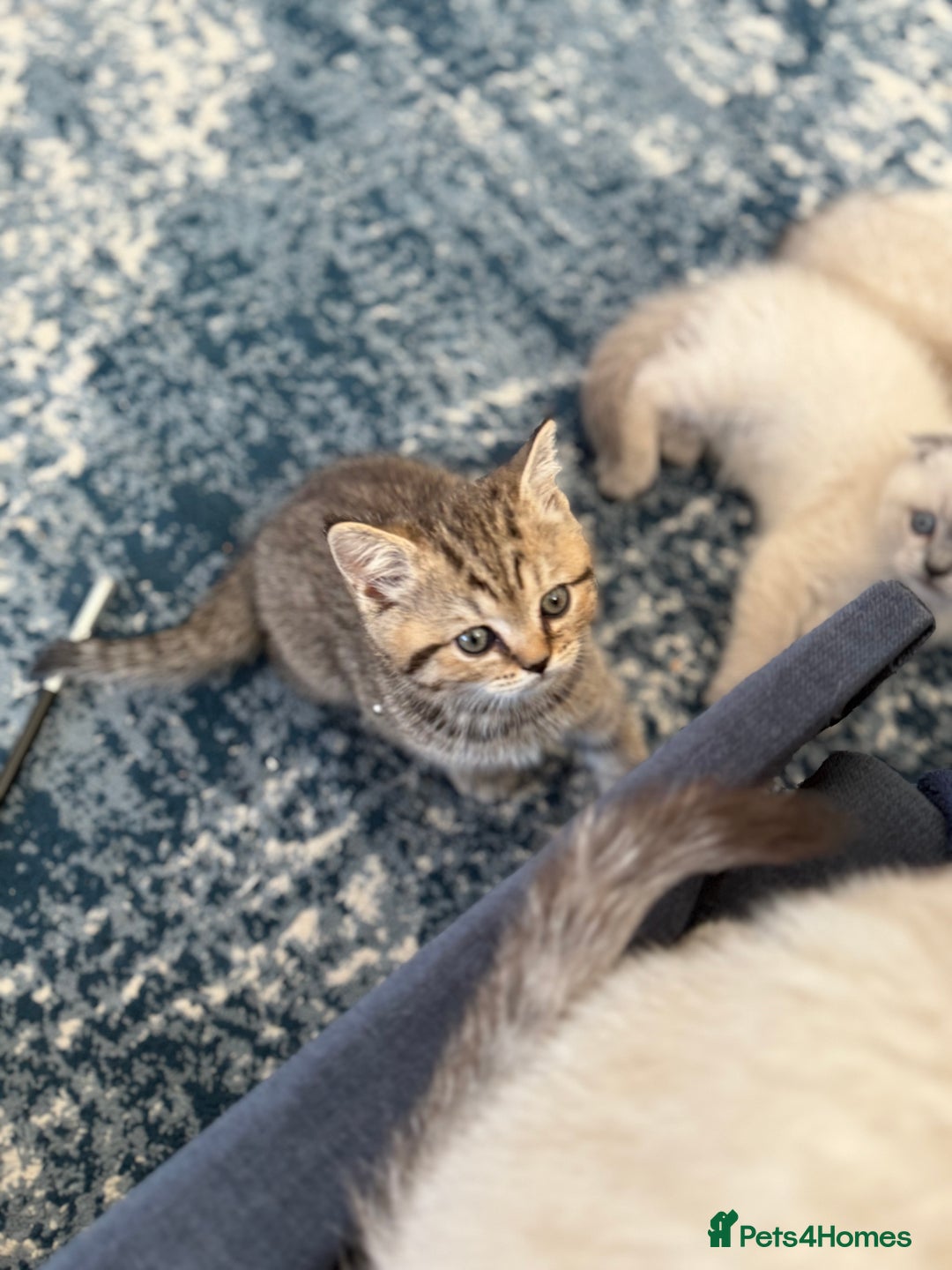 Scottish Fold cats for sale: Scottish Fold Kittens  - Advert 20