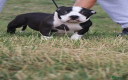American Bully dogs for sale: American Bully pocket  - Image 4