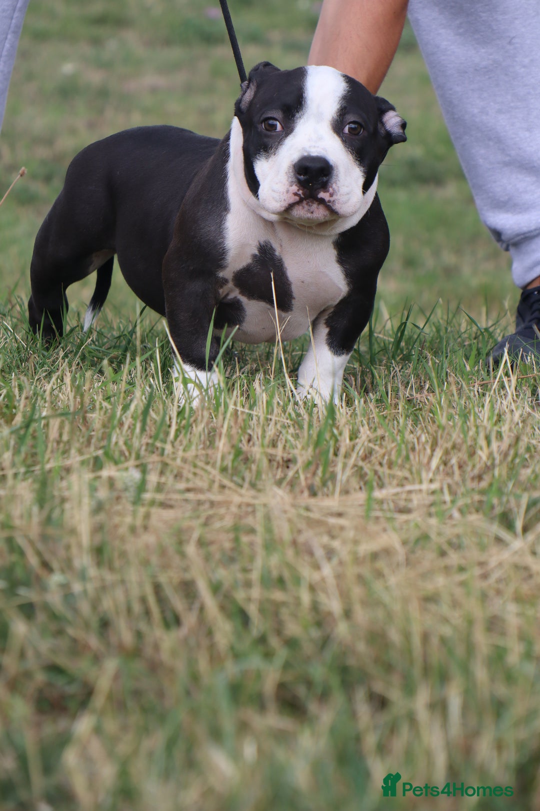 American Bully dogs for sale: American Bully pocket  - Image 4