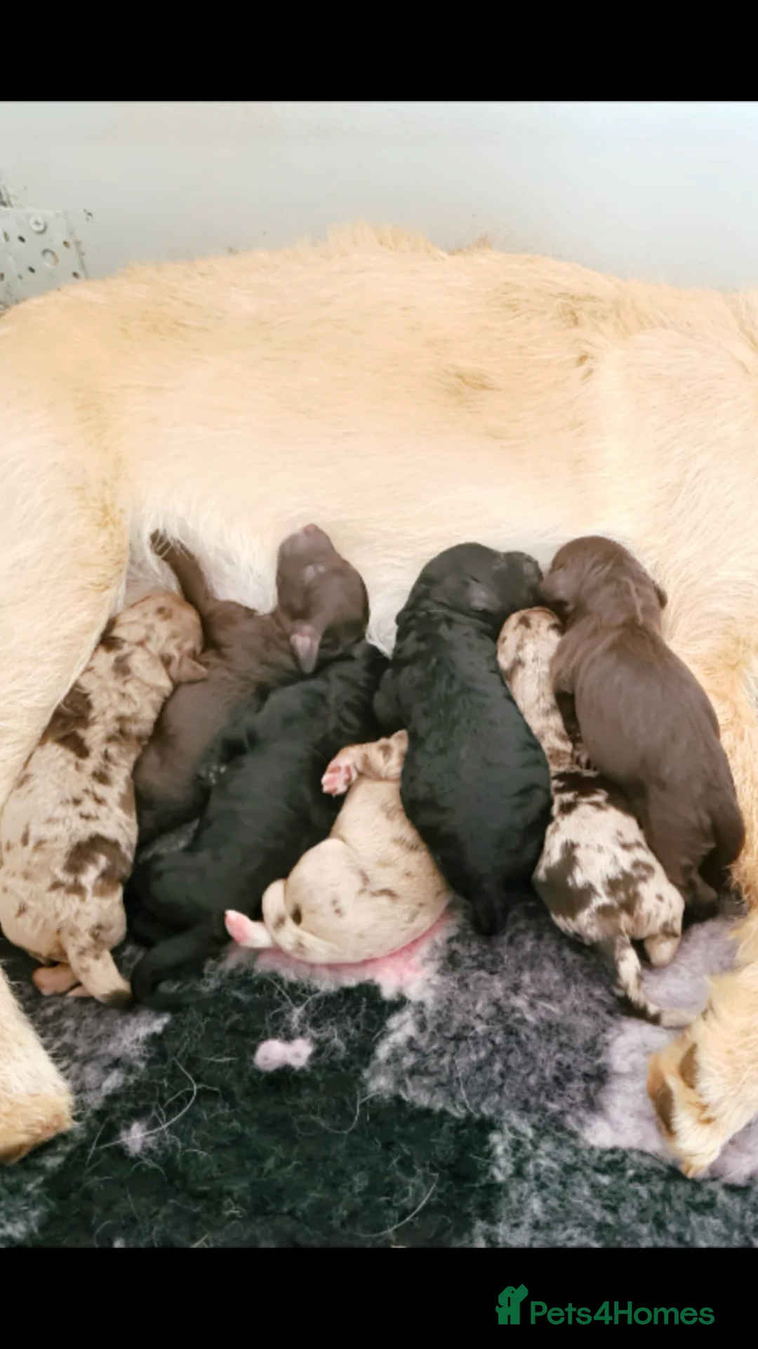 Miniature Poodle dogs for stud: Prince Phillip in Benfleet - Advert 2