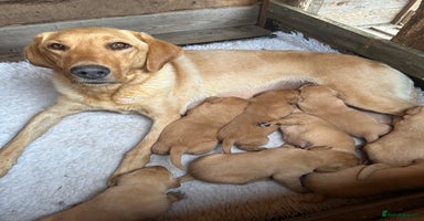 Labrador Retriever dogs - Advert 14