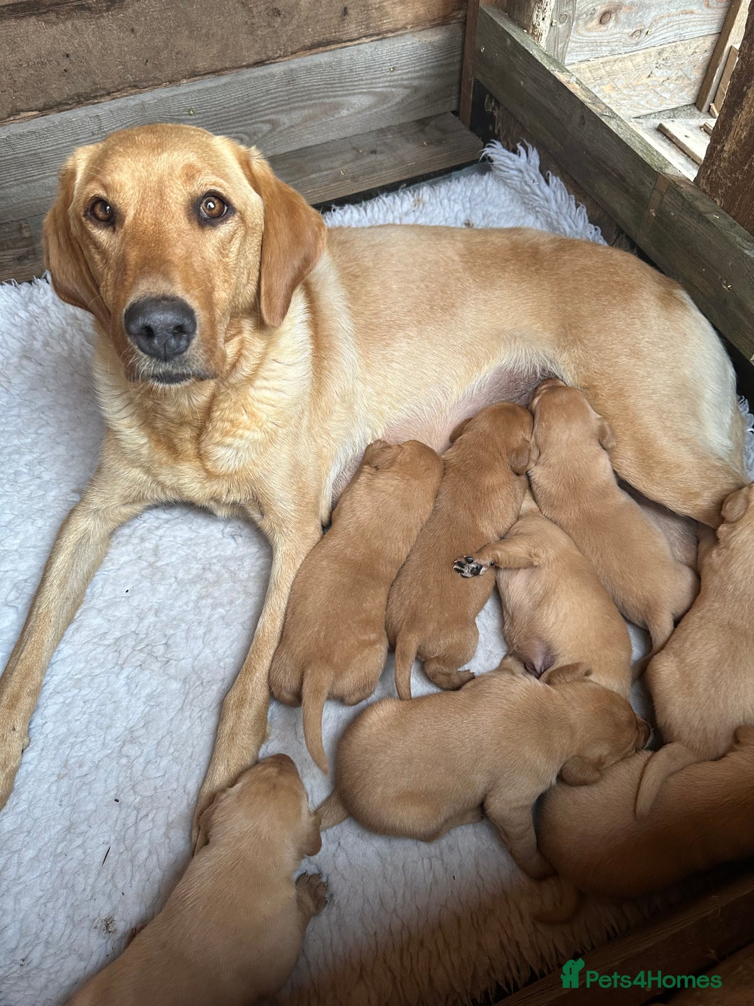 Labrador Retriever dogs for sale: Fox Red Labrador Puppies for Sale  - Image 2