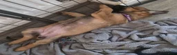 German Shepherd dogs for sale: READY NOW 🐶 GERMAN SHEPHERD PUPPIES  - Advert 8