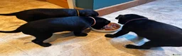 Mixed Breed dogs for sale: 2 female Patterpoos - Advert 5