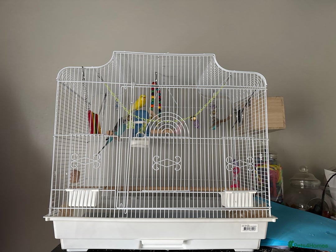 Budgerigars birds for sale: Budgies - Advert 2