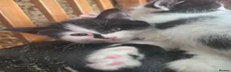 Mixed Breed cats for sale: Cute kittens for sale (NEED GONE ASAP) - Advert 17