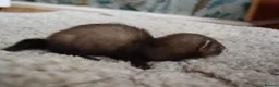 Ferret rodents for sale: Beautiful Kits  in Peterlee - Advert 15
