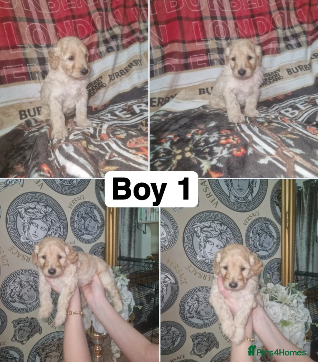 Labradoodle dogs for sale: F1b toy labradoodles - Advert 4