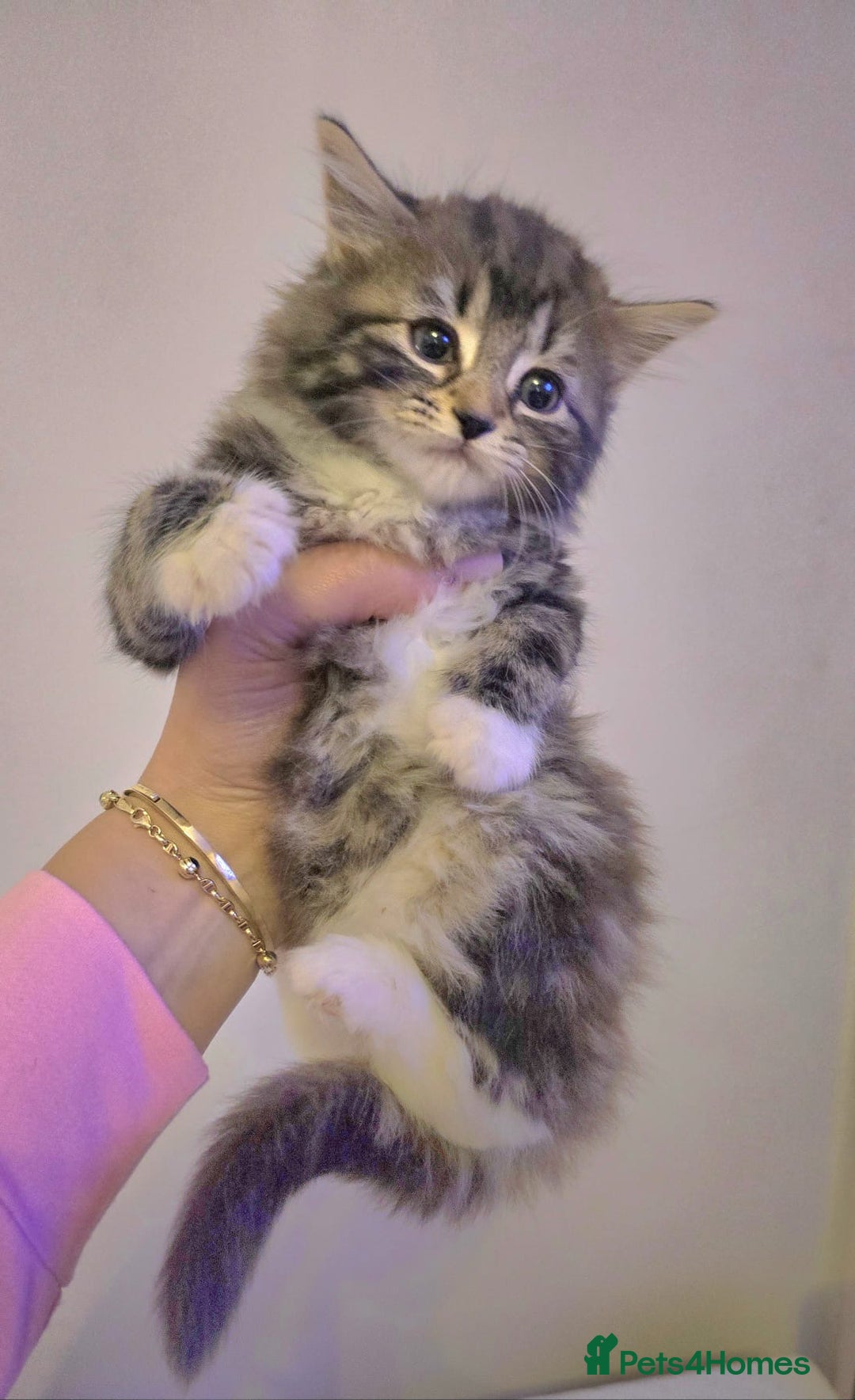 Maine Coon cats for sale: Adorable Maine Coon Kitten - Image 1