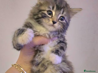 Maine Coon cats - Advert 31