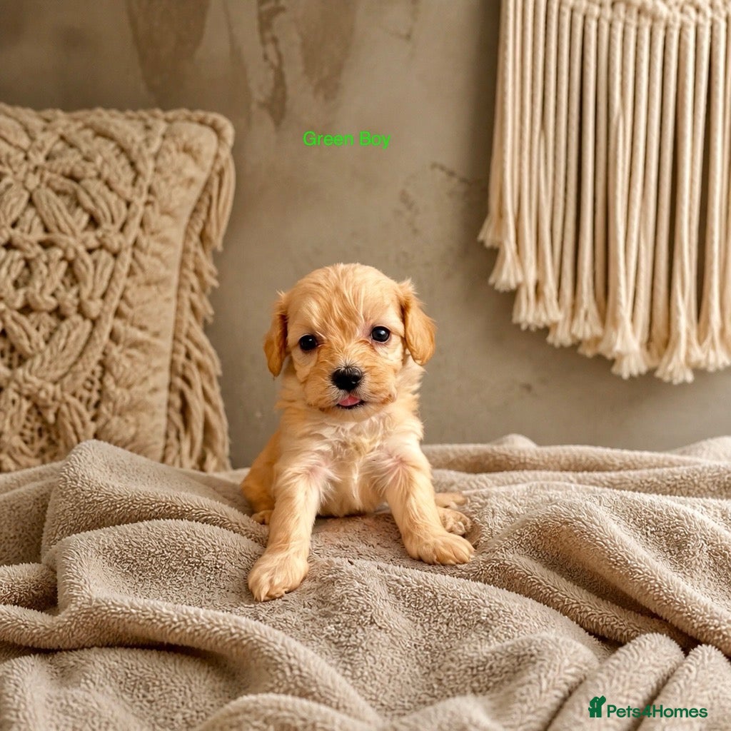 Maltipoo dogs 5 Wonderful pups looking. for forever home - Advert 1