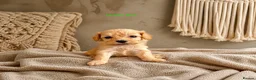 Maltipoo dogs for sale: 5 Wonderful pups looking. for forever home - Advert 1