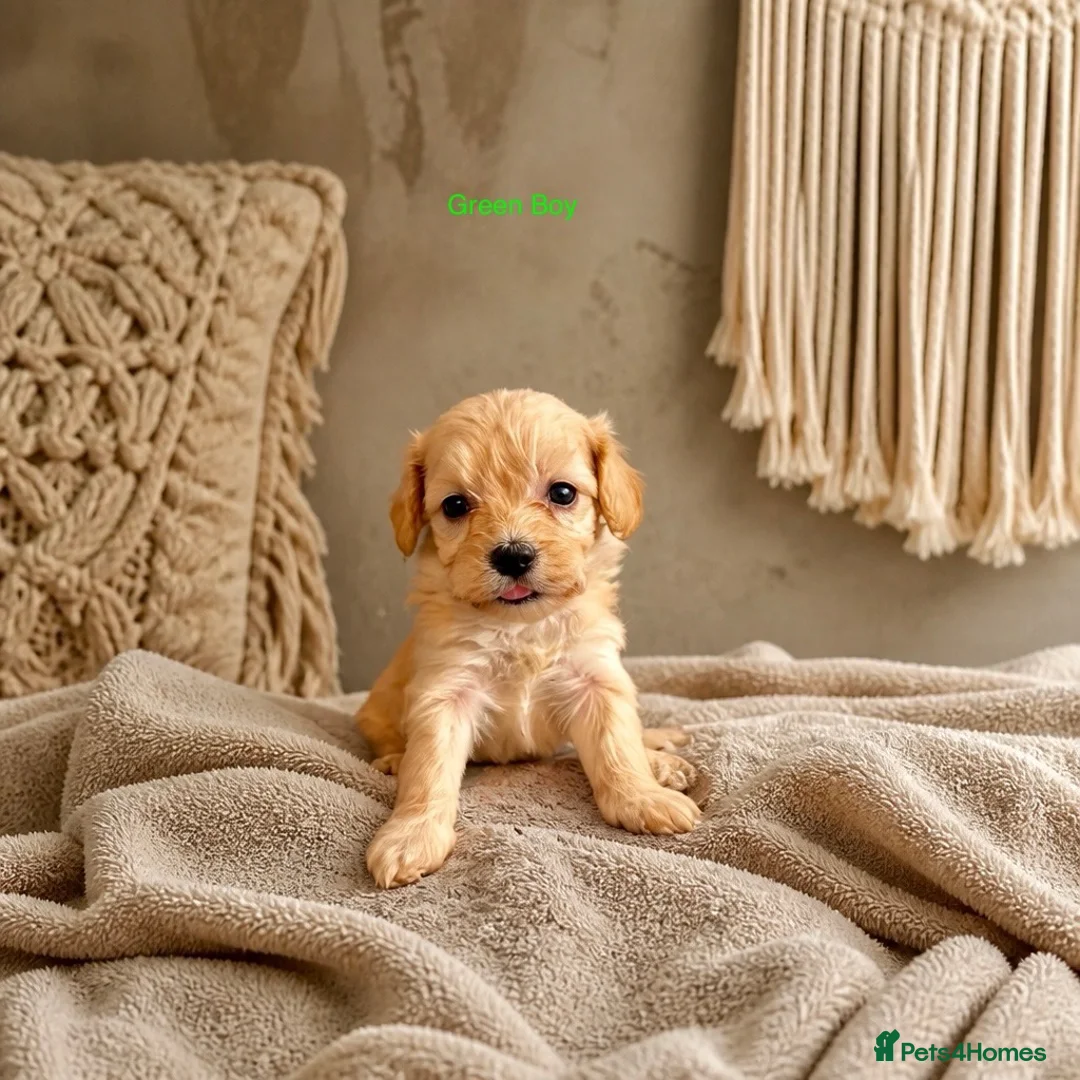 Maltipoo dogs for sale: 5 Wonderful pups looking. for forever home - Advert 1