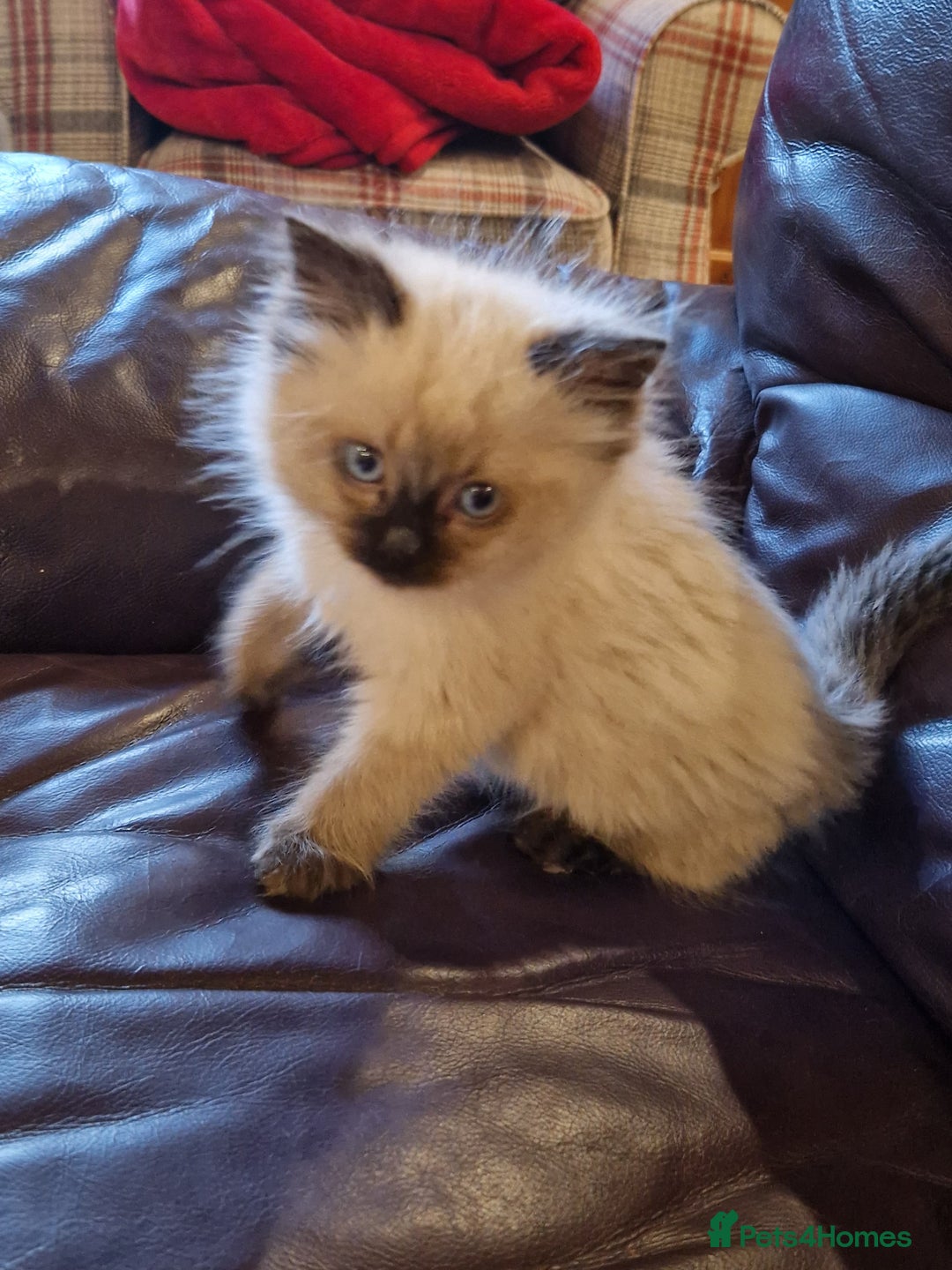 Ragdoll cats for sale: Ragdoll kittens - Advert 1
