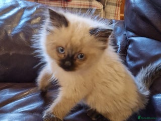 Ragdoll cats Ragdoll kittens - Advert 3