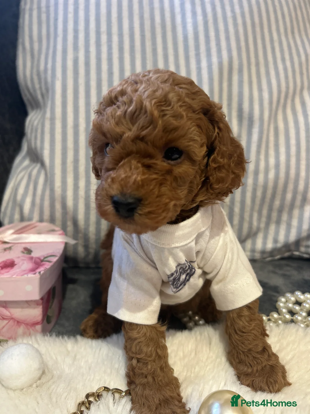 Toy Poodle dogs for sale: 🐩 Toy Poodle Red Puppies - Advert 12
