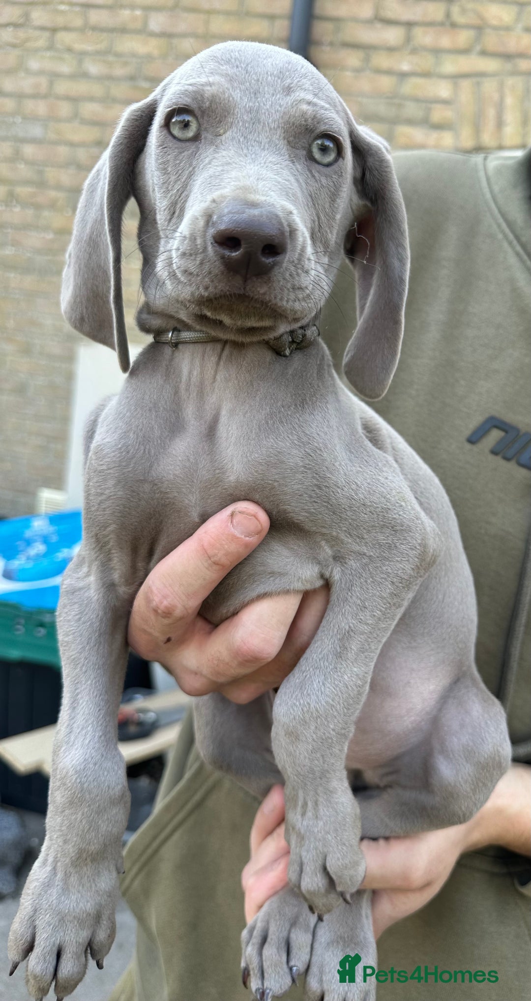 Weimaraner dogs for sale: (3 remaining!) 8 Stunning KC 🩷&💙 Weimaraner pups in Thetford - Image 22