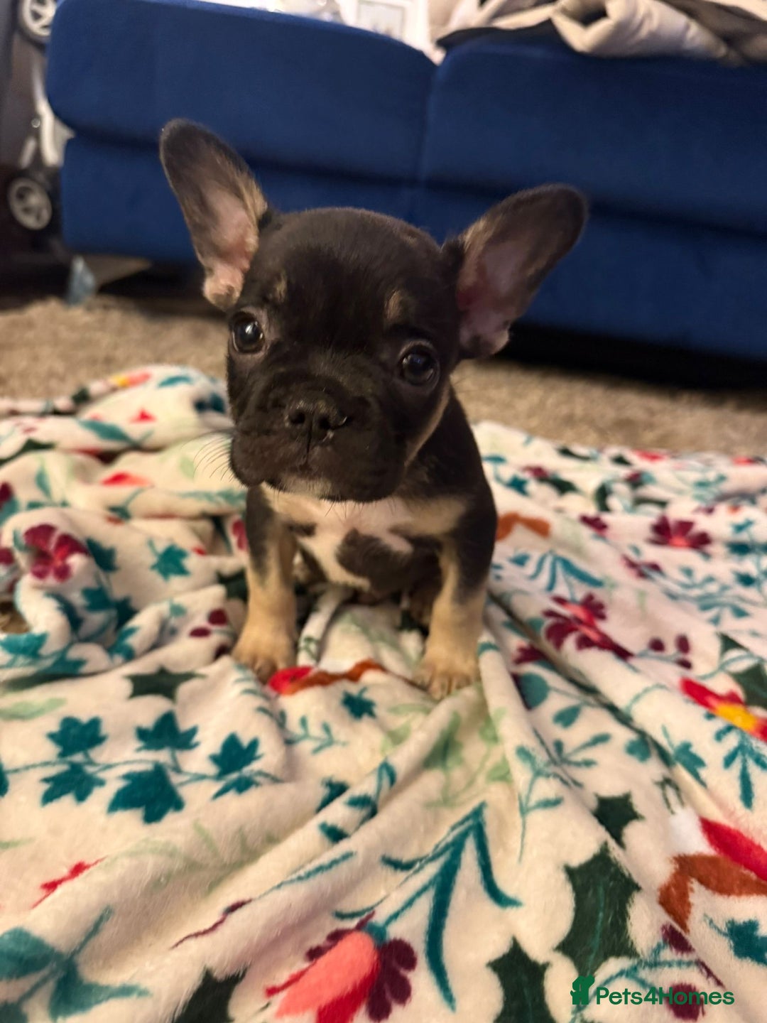 French Bulldog dogs for sale: French bulldog puppies  - Advert 10