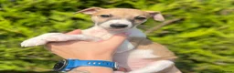 Whippet dogs for sale: One boy, Kennel club registered. - Advert 9