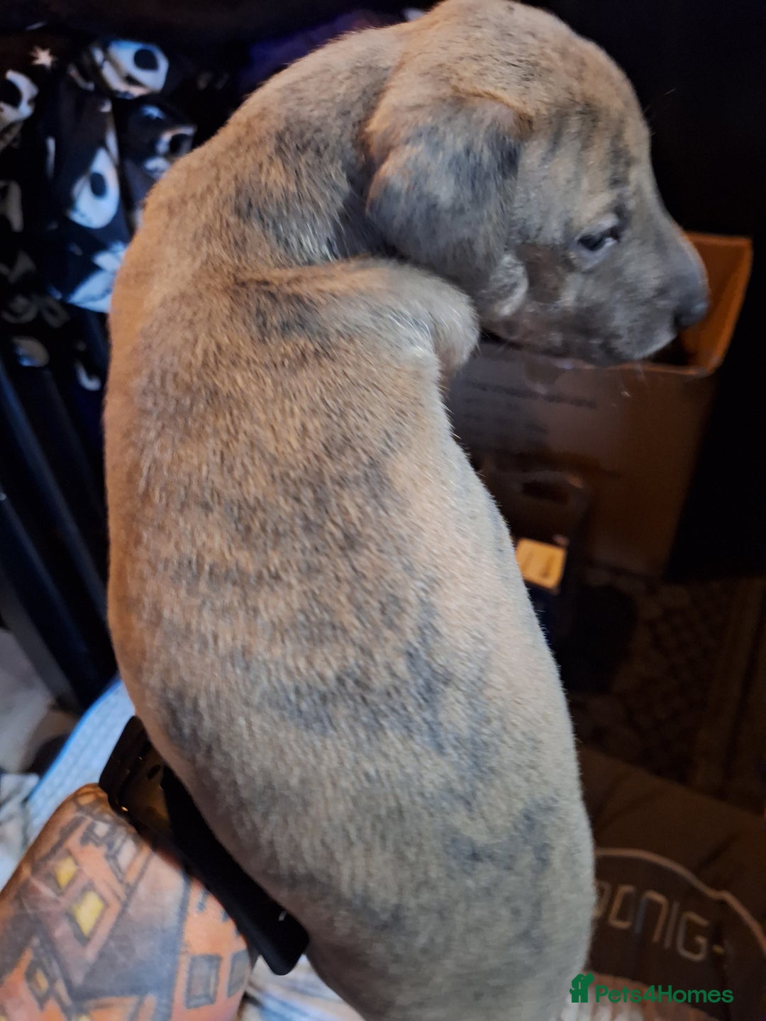 Lurcher dogs for sale: Really Now saluki Lurcher  - Advert 12